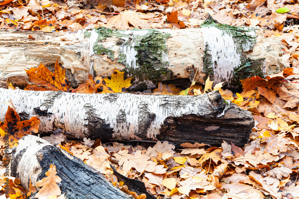 Canvas Prints tree trunks on meadow covered by fallen leaves