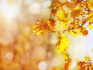 autumn landscape forest with yellow red leaves with sunny light beams