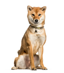 Shiba Inu wearing a collar, sitting on a white background