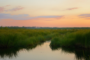 Evening summer landscape with a pond overgrown with grass