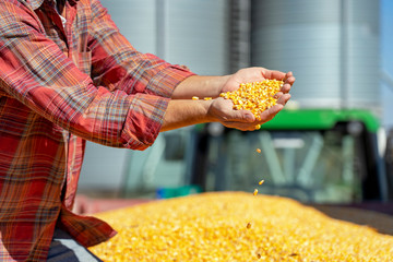Farmer Showing Freshly Harvested Corn Maize Grains Against Grain Silo