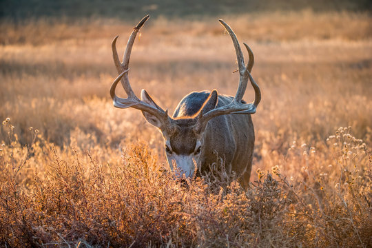 Mule deer buck in rut in autumn