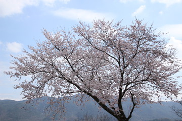 ふくふく地蔵の桜