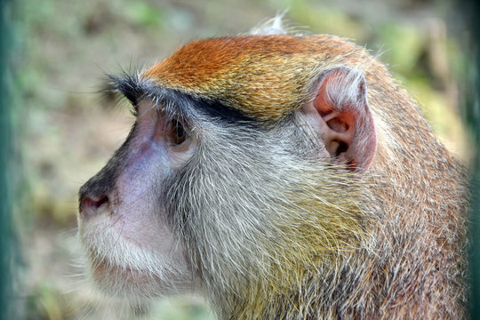 Patas Monkey Head Close Up Portrait Side View
