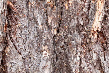 gnarled brown bark on old trunk of larch tree