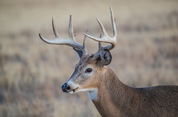 white-tailed deer in rut in autumn