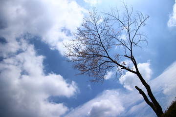 ふくふく地蔵の桜