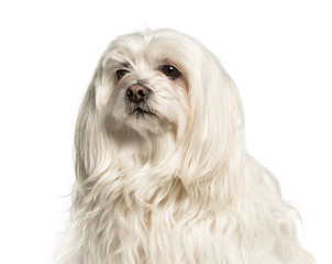 Close-up of a maltese isolated on white