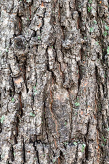 cracked bark on old trunk of lime tree close up