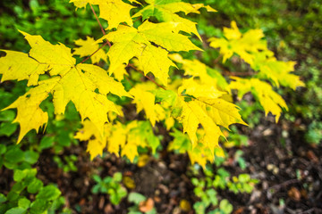 Beautiful warm day with Table. Yellow Leaves and blured background.