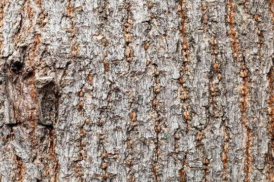 uneven bark on old trunk of boxelder maple tree