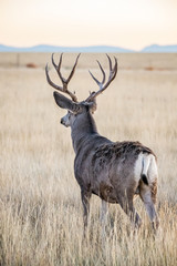 white-tailed deer in rut in autumn