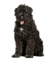 Bouvier des Flandres sitting against white background