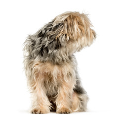 Mixed-breed dog sitting against white background