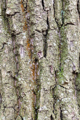 grooved and mossy bark on old trunk of oak tree