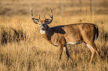 white-tailed deer in rut in autumn