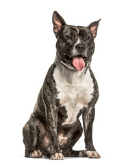 American Staffordshire Terrier sitting against white background