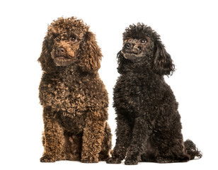 Toy poodles sitting against white background