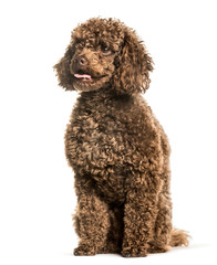 Toy poodle sitting against white background