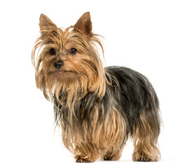 Yorkshire terrier standing against white background