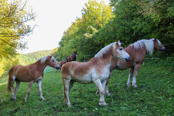 Naklejka na ściany i meble beautiful haflinger horses stand in the paddock