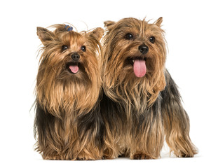 Yorkshire terriers standing against white background