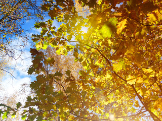 autumn landscape forest with yellow red leaves with sunny light beams