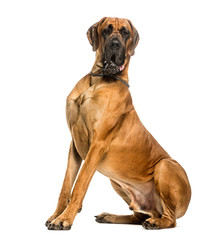 Great Dane sitting against white background