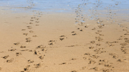 Dog footprints on beach sand, free space
