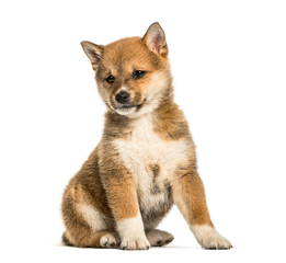Shiba Inu puppy, 8 weeks old sitting against white background