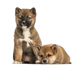 Shiba Inu puppies, 8 weeks old sitting against white background