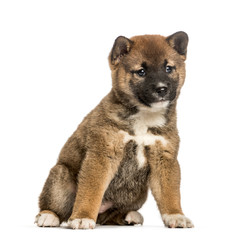 Shiba Inu puppy, 8 weeks old sitting against white background