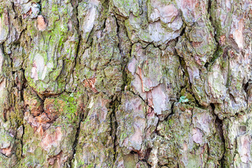 mossy bark on mature trunk of pine tree close up