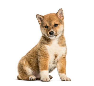 Shiba Inu puppy, 8 weeks old sitting against white background