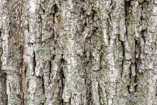 cracked bark on old trunk of poplar tree close up