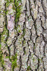 rough bark on mature trunk of alder tree close up