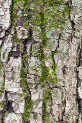 grooved bark on mature trunk of apple tree