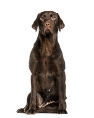 Chocolate Labrador sitting against white background