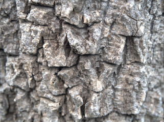 Tree texture background of old Tree in the Nature park