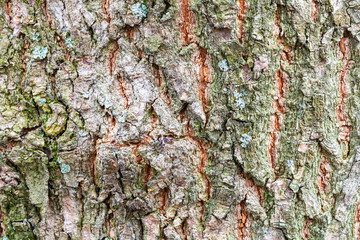 uneven bark on old trunk of ash tree close up