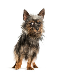 Mixed-breed dog standing against white background