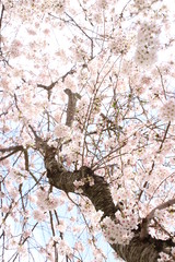 ふくふく地蔵の桜