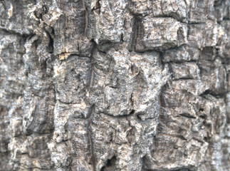 Tree texture background of old Tree in the Nature park