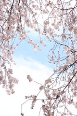 ふくふく地蔵の桜