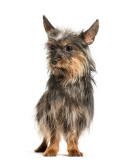 Mixed-breed dog standing against white background