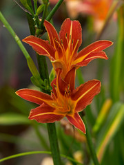 Close up of  Hemerocallis, Daylily 'Missenden' in a flower border