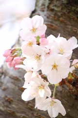 ふくふく地蔵の桜