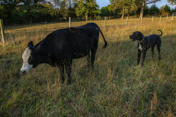 Black Great Dane playing with Black Angus Cows in a Field on a Farm