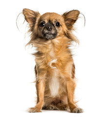 Chihuahua sitting against white background