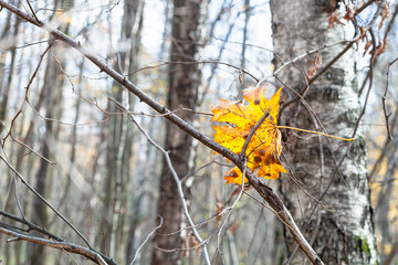 fallen yellow leaf tangled in tree branches